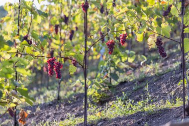 Olgun Kırmızı Üzümlü canlı üzüm bağları Sunlit Hillside Manzarası 'nda