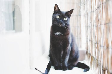 Pencerenin yanında oturan parlak gözlü kara kedi.