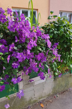 Canlı mor klematis şehir ortamında solgun bir duvara karşı çiçek açar.