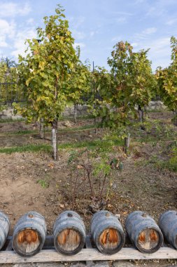 Üzüm bağında ahşap fıçılar Mavi Gök Altında Yeşil Üzüm Asmaları