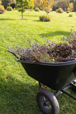 Park Ayarlarında El Arabası ile Sonbahar Bahçesi Temizliği.