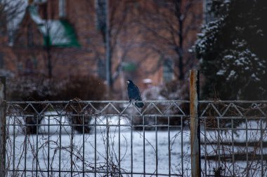 Kara karga bir Metal çit oturan. Kış karga. Kar düşüyor