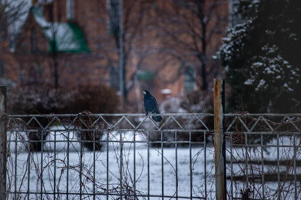 Чорний Ворон Сидить Металевому Паркані Зимова Ворона Сніг Падає — стокове фото