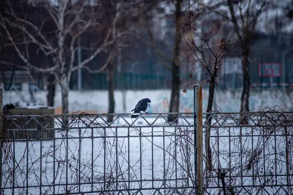Cuervo Negro Sentado Una Cerca Metal Cuervo Invierno Nieve Cae — Foto de Stock