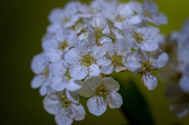 Yeşil arka planda kiraz çiçekleriyle dolu bir hayat.