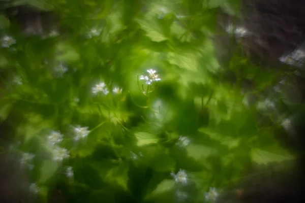 Разнообразие Цветов Растений Кружащимися Гелио Боке — стоковое фото