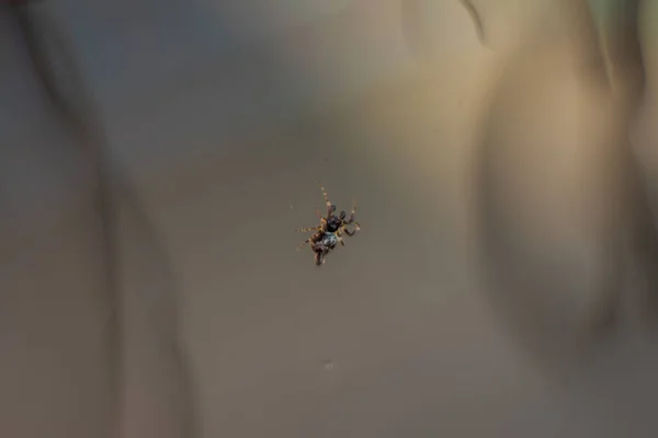 Blurred Silhouette Spider Web Blurred Natural Green Background — Φωτογραφία Αρχείου