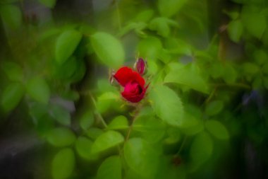 Çeşit çeşit çiçek ve bitkiler girdap gibi dönen sarmal bokeh.