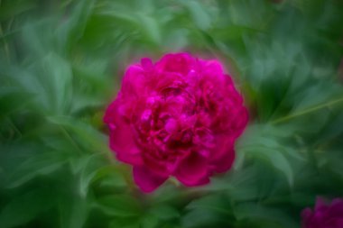 Çeşit çeşit çiçek ve bitkiler girdap gibi dönen sarmal bokeh.