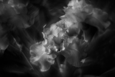 Çeşit çeşit çiçek ve bitkiler girdap gibi dönen sarmal bokeh.