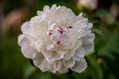 Çeşit çeşit çiçek ve bitkiler girdap gibi dönen sarmal bokeh.