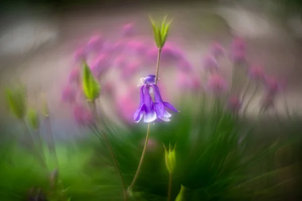 stock image Variety of flowers and plants with swirling helios bokeh.