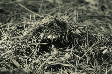 A forest brown mushroom in a natural background .