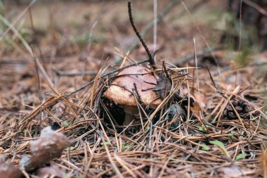 A forest brown mushroom in a natural background .