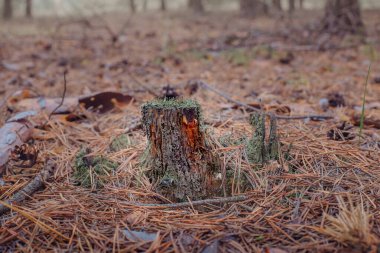 Ormandaki ağaç kütüğü