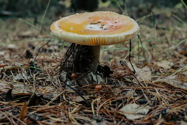 Forest Brown Mushroom Natural Background — Stockfoto