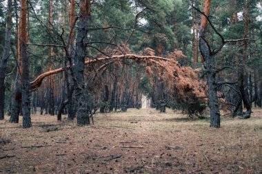 Güneş ışığıyla doğanın manzarası