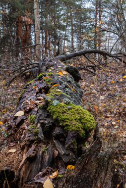 Güneş ışığıyla doğanın manzarası