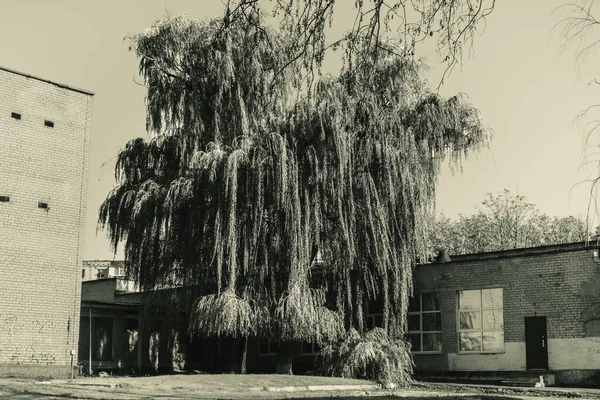 Цікаві Кущі Дерева Чорно Білому — стокове фото