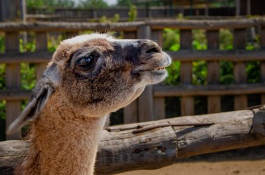 Hayvanat bahçesinde çekilmiş hayvanların harika fotoğrafları..