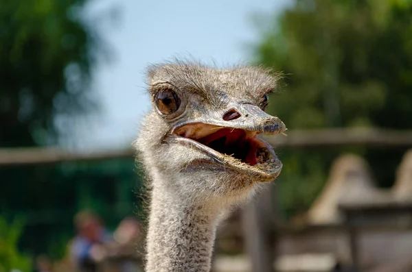 Great Photos Animals Taken Zoo — Stock Photo, Image