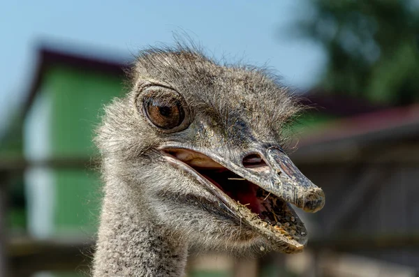 Skvělé Fotky Zvířat Pořízených Zoo — Stock fotografie