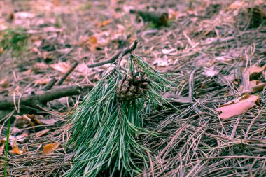 Pine branch with a nice cone and a beautiful tonic. clipart