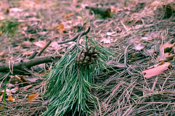 Güzel bir konisi ve güzel bir toniği olan çam dalı..