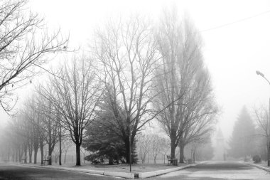 Yapraksız ağaçlar ve boş banklarla kaplı sessiz bir park yolunun huzurlu siyah beyaz manzarası. Sis rüya gibi ve sakin bir atmosfer yaratır. Yalnızlık, yansıma ve kış sabahlarının güzelliği için mükemmeldir..