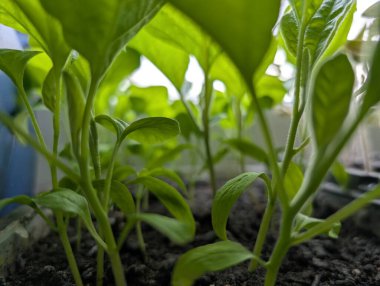 Bir tepsi domates fidanı, gün ışığına doğru merakla uzanır ve pencereden süzülür..