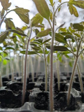 Bir tepsi domates fidanı, gün ışığına doğru merakla uzanır ve pencereden süzülür..