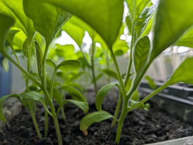 Bir tepsi domates fidanı, gün ışığına doğru merakla uzanır ve pencereden süzülür..