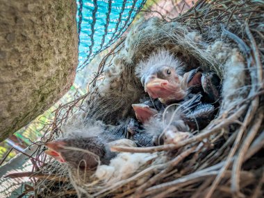 El yapımı bir yuvaya yerleştirilmiş yumurtadan yeni çıkmış yavru kuşları yakalayan yürek ısıtan bir makro fotoğraf..
