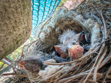 El yapımı bir yuvaya yerleştirilmiş yumurtadan yeni çıkmış yavru kuşları yakalayan yürek ısıtan bir makro fotoğraf..