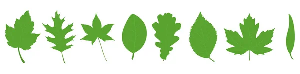 Sada Jednobarevně Zelených Listnatých Listů — Stockový vektor