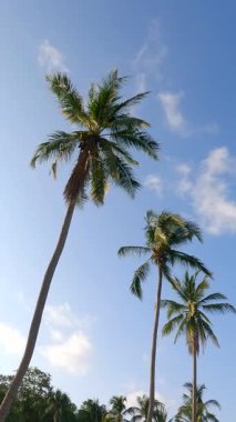 Kamera yukarı bakıyor. Hindistan cevizi ağaçlarını geçtikten sonra yukarı bak.