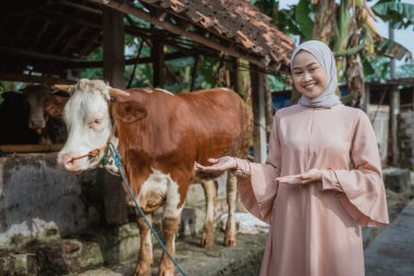 a beautiful woman with hijab standing in front of the cows stable and pointing on the cow that standing next to her