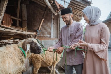 a woman with hijab pointing on the goat while feeding the goat together with the moslem man in front of the goats stable