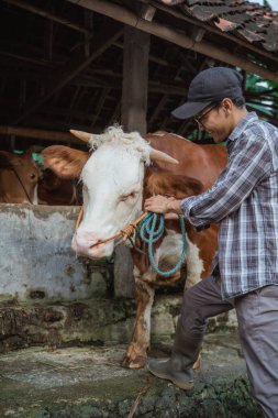 a male farmer with boots standing next to the cow in front of the cows stable and holding the cows bridle with his both hand
