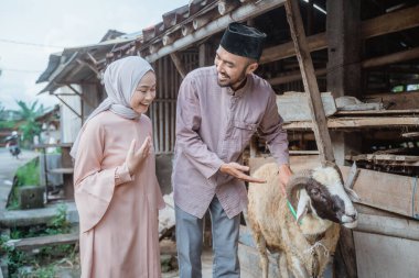 a moslem man standing next to the goat and pointing on the goat while the woman with hijab standing beside him and smiling