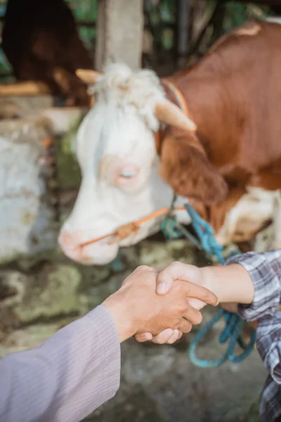 the hand of a farmer hand shake with the hand of a moslem man with the cow standing at the background