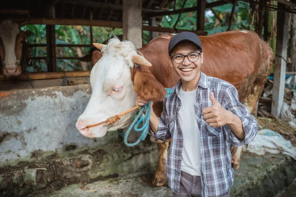 a male farmer standing with thumb up and holding the cows bridle in front of the cows stable