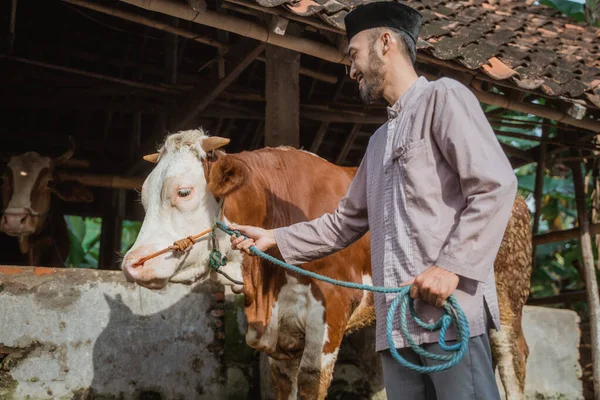a moslem man with skullcap looking at the cow and smiling while standing in front of the cows stable and holding its bridle at his hand