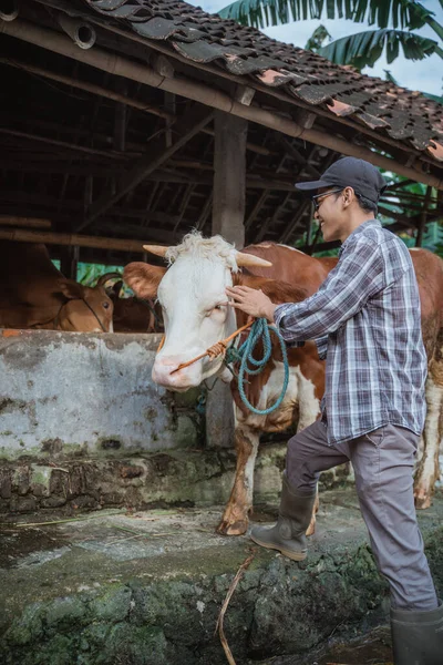 a male farmer with boots standing in front of the cows stable while stroking the cows head and holding the cows bridle at his right hand