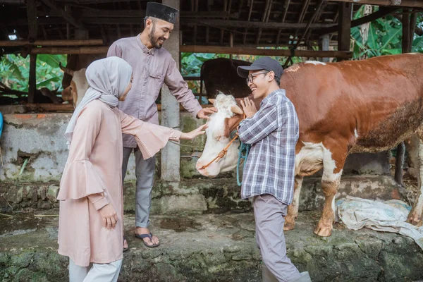 a male farmer in plaid shirt bring the cow out from its stable and met the moslem man and the woman with hijab