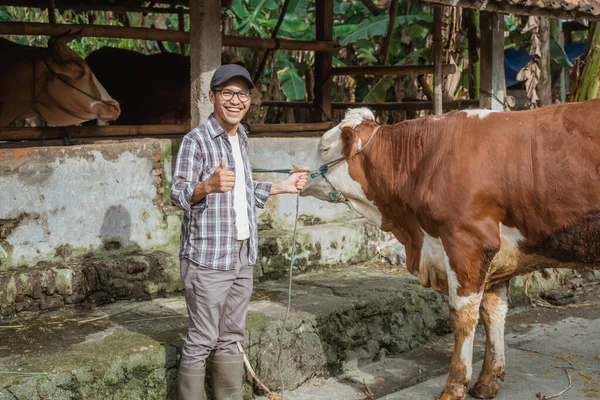 a male farmer with eyeglasses standing beside the cow with thumb up and holding the cows bridle at his left hand