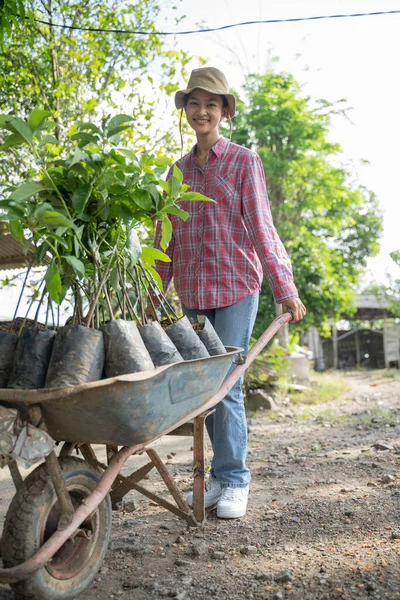 Lächelnde Bäuerin Trägt Einige Baumsetzlinge Mit Schubkarre Auf Plantage — Stockfoto