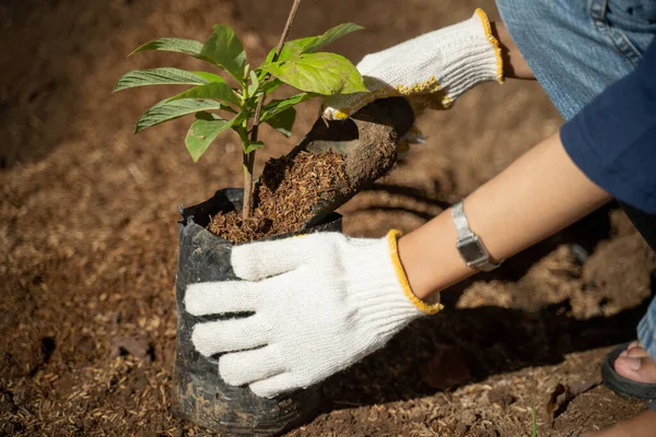 ポリ袋に植物の種子を植えながら 手袋を保持土を身に着けている女性農家の手の閉鎖 — ストック写真