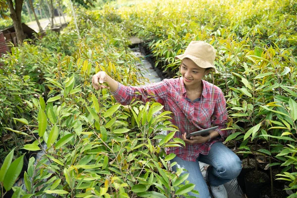 Kobieta Rolnik Korzystająca Tabletu Cyfrowego Podczas Obserwacji Nasion Roślin Torebkach — Zdjęcie stockowe