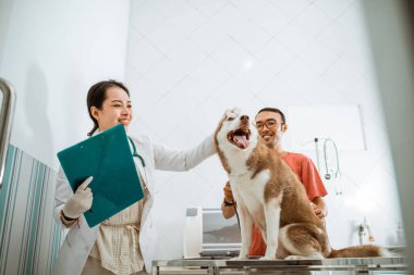 Kahverengi Sibirya köpeklerinin kafasını kaşırken gülümseyen güzel bir veteriner.